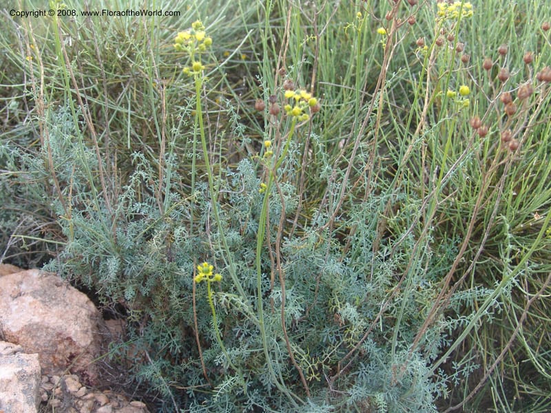 Ruta angustifolia--Spain. Prov. Almeria. Cabo de Gata. Jard.Bot.El Abardinal. 23 Apr 05. 139.jpg