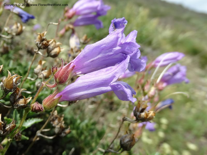 Penstemon fruticosus var. serratus, Davidson, C 12590--ID. Idaho Co. Seven Devils Camp Ground. 15 Jul 2014. DSC00113 (89).JPG