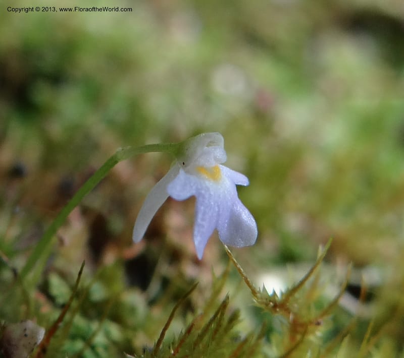 Utricularia, VC 5533--Thailand. Chiang Mai Prov. Doi Pha Hom Pok Nat. Park. 10 Nov 2012. DSC08349 (159).JPG