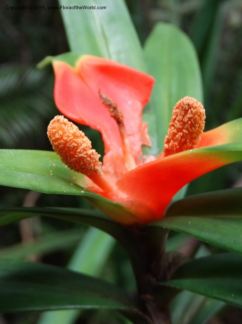 Freycinetia, Davidson, C 12645--Sabah. G. Silam. 1 Oct 2014. DSC00937 (43).JPG