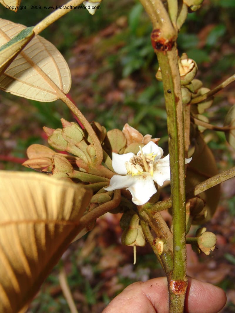 Blakea, DNeill15917--Ecuador. Prv. Zam. Ch. C del Condor. Wawaime plot. 22 Sep 07. 425.jpg