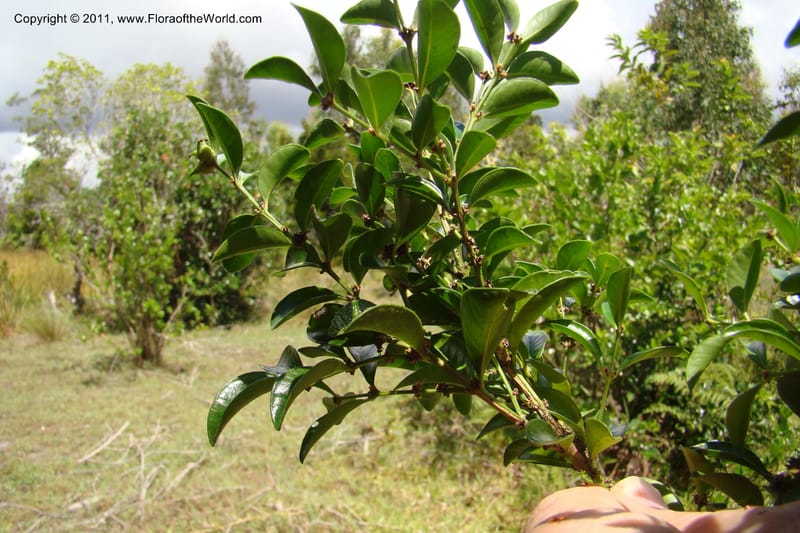 Buxus madagascarica, Razafindraibe 200--Madagascar. Prov. Fianarantsoa. RN 12. 14 Jan 09. 104 (2).jpg