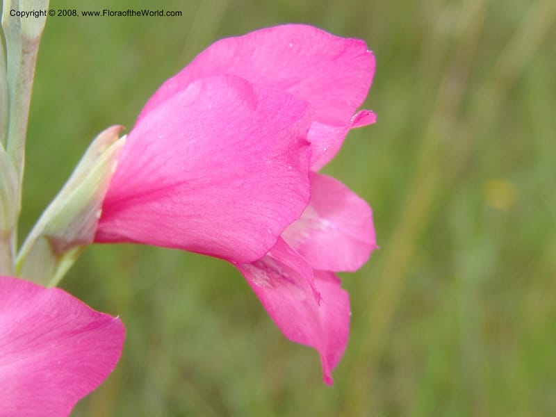 Gladiolus mortonianus--So.Africa. E. Cape. Trappes Valley. 7 Mch 05. 123.jpg
