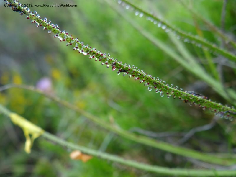 Drosophyllum lusitanicum, Davidson, C 12167--Spain. Andalucia. Parque Natural Alcornocales. 28 May 2013. DSC05381 (16).JPG
