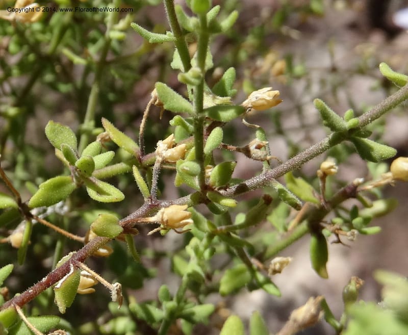 Sutera hispida, Davidson, C 12260--South Africa. Western Cape. Swartberg Pass Rd. 19 Jan 2014. DSC00537 (66).JPG