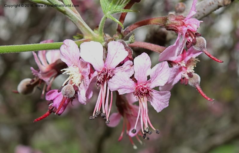 Ungnadia speciosa, Davidson, C 13072--Texas. Galveston. 18 Mar 2016. DSC00038 (35).JPG