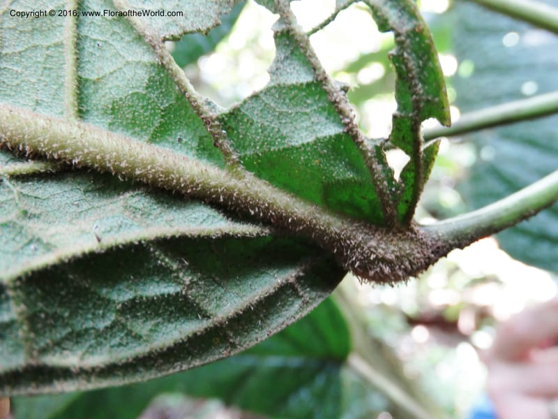 Schefflera, Davidson, C 12674--Sabah. Danum Valley. 4 Oct 2014. DSC01741 (201).JPG