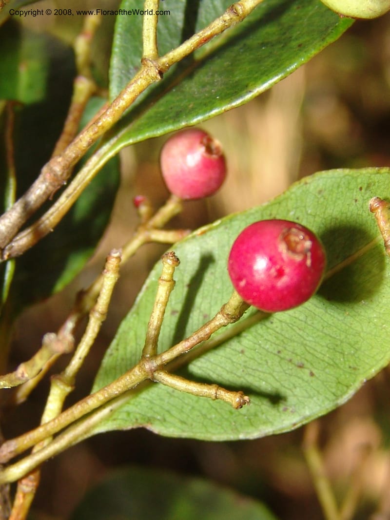 Syzygium, ZRogers1200--Madag. Anjozorobe, Aire Protegee, E Antsahabe. 17 Nov 06. 197.jpg