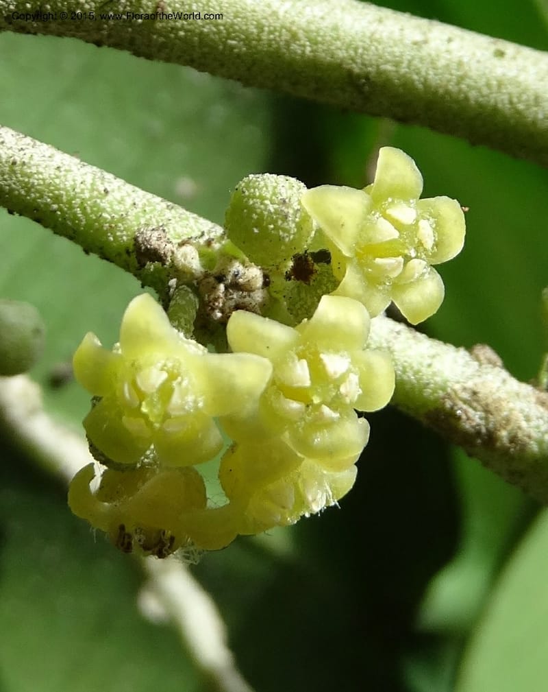 Octoknema, Davidson, C 12386--Cameroon. Bakengili Trail, Mt. Cameroon. 24 Mar 2014. DSC03587 (244).JPG