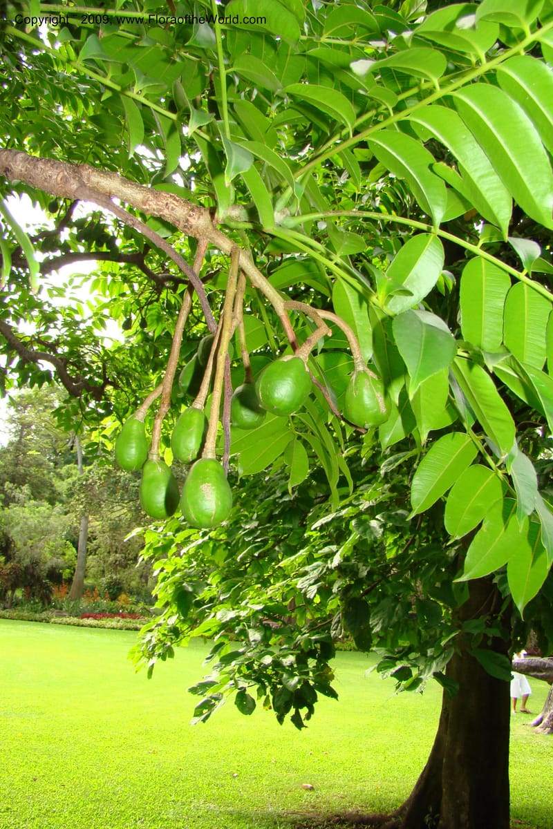 Spondias cytherea--South Africa. Durban Botanical Garden. 30 Jan 09. 361.jpg