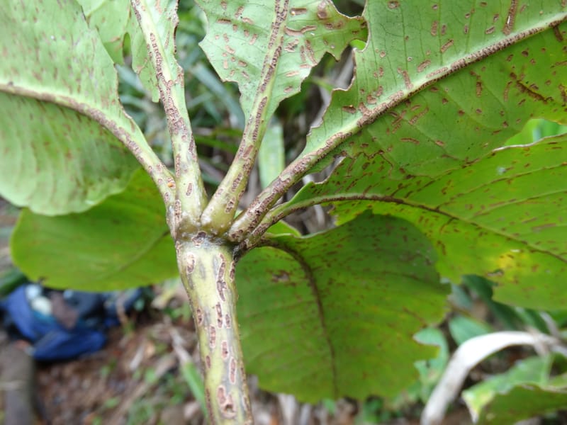 Plerandra insolita, Plunkett, G 3186--Fiji. Waisali Rainf. Reserve. 4 Nov 2015. DSC08848 (235).JPG