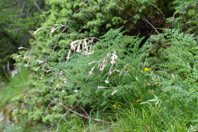 Rosa pendulina, Davidson, C 13265--Switzerland. Oberwald. Chapel St. Nikolas. 2 Jul 2016. DSC07728 (761).JPG