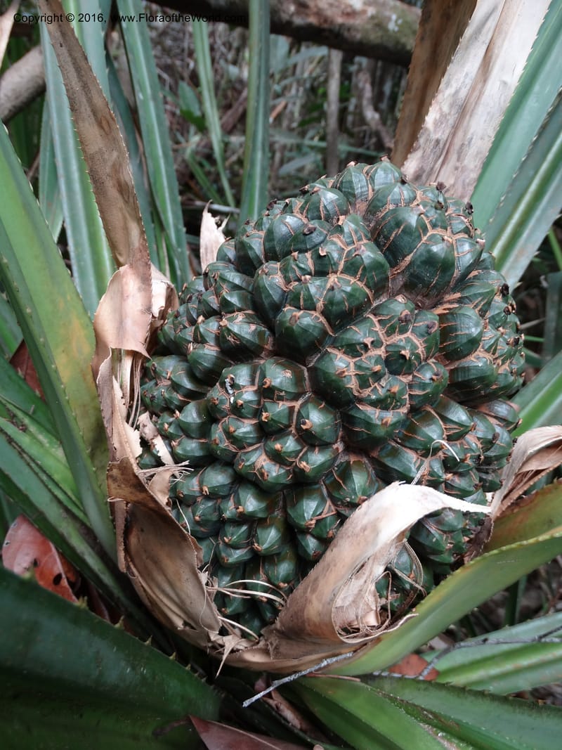 Pandanus occultus, Callmander, C 1183--Sabah. G. Silam. 1 Oct 2014. DSC00937 (219).JPG