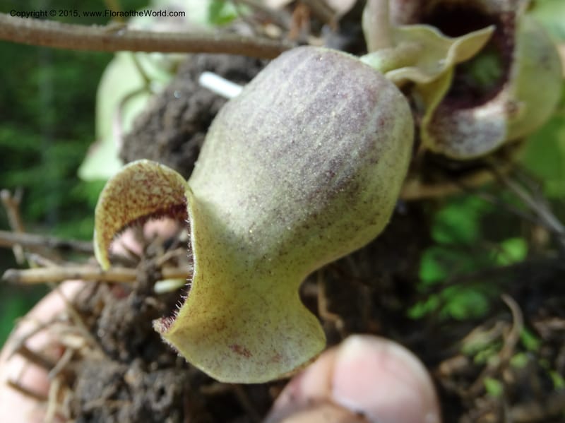 Asarum shuttleworthii, Davidson, C 12948--North Carolina. Trans. Co. W Cradle of For. 11 May 2015. DSC03837 (23).JPG