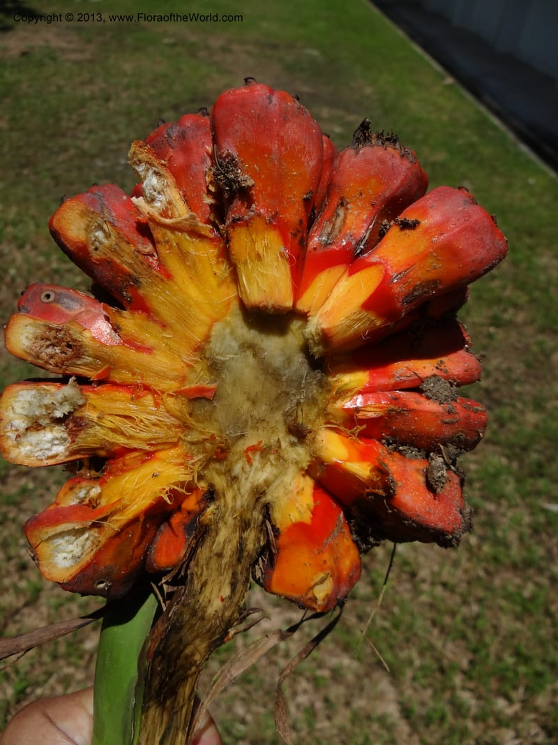 Pandanus odorifer, Callmander 1017--Malaysia, Sarawak. Bako Nat. Park. Beach. 31 Mar 2012. DSC06362 (110).JPG