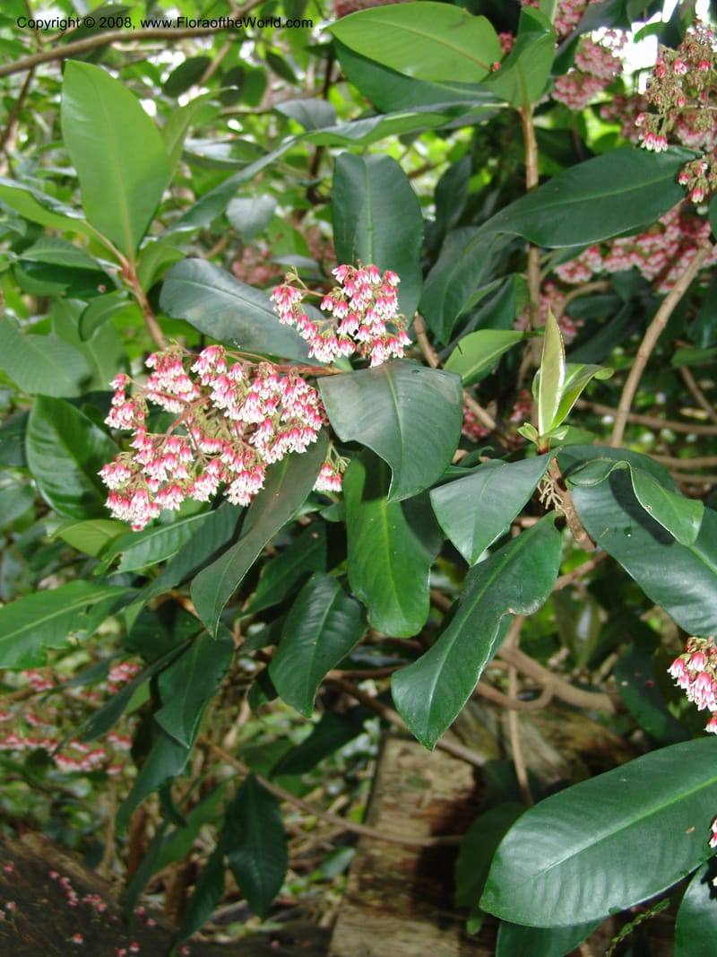 Parathesis--CA. San Francisco Botanical Garden (Strybing Arb.). 30 Mch 06. 180.jpg