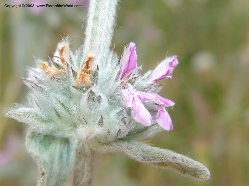 Stachys cretica--Crete. Ep. Kisamos. Sirikari Gorge. 25 May 05. 309.jpg