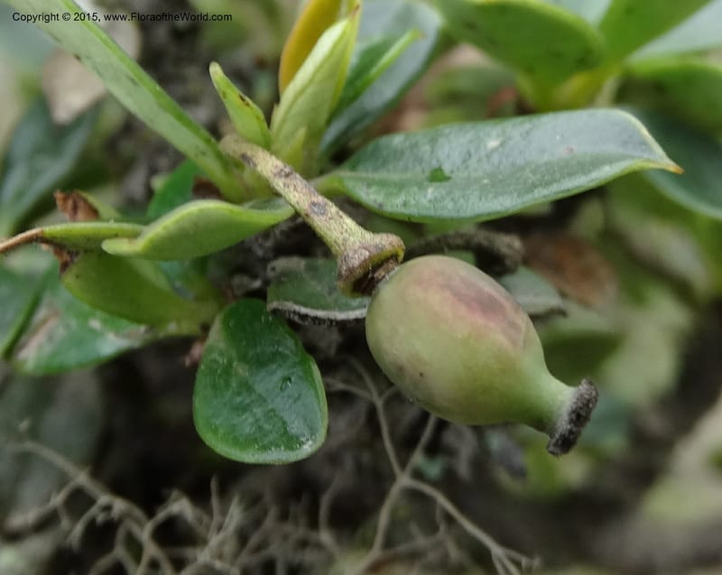 Berberis lutea, Ulloa, C 2493--Ecuador. Cotopaxi. 23 Apr 2015. DSC02466 (307).JPG