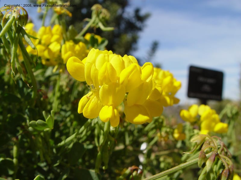 Coronilla valentina ssp. glauca, 2001.0065--Spain. Barcelona Botanic Garden. 19 Apr 04. 102.jpg