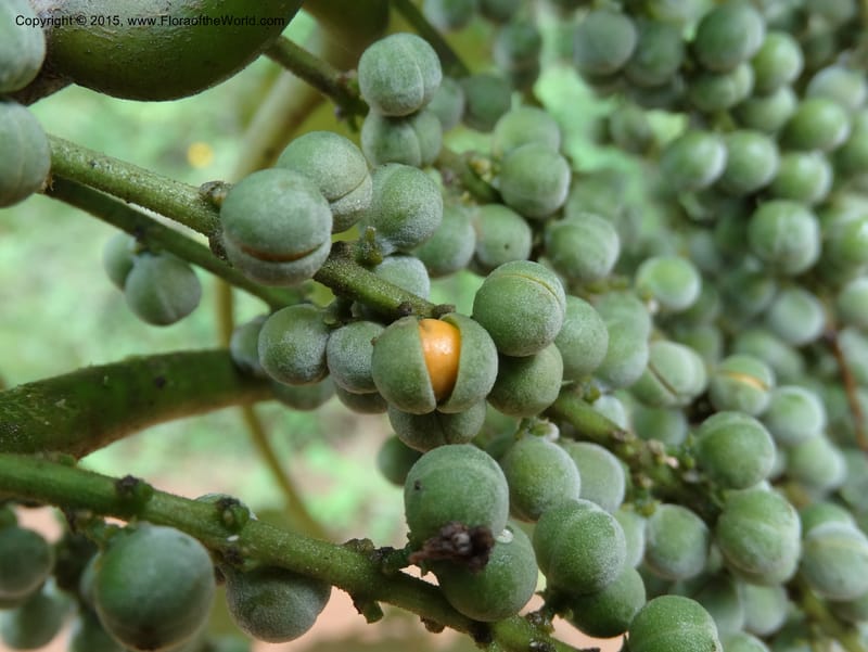 Discoclaoxylon, Davidson, C 12347--Cameroon. Ekondo Titi to Ekondo Nene. 21 Mar 2014. DSC02995 (13).JPG
