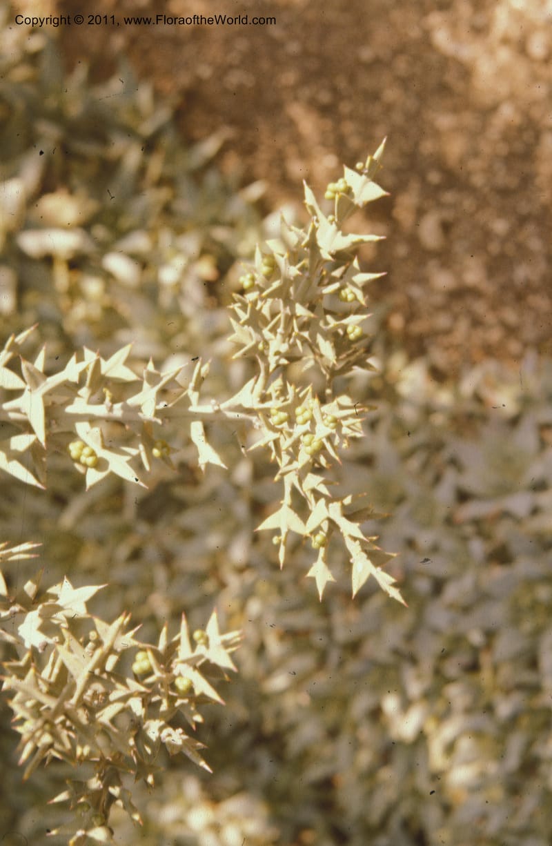 Colletia paradoxa, 17505--CA. Huntington Bot. Gard. Apr 74.002.jpg