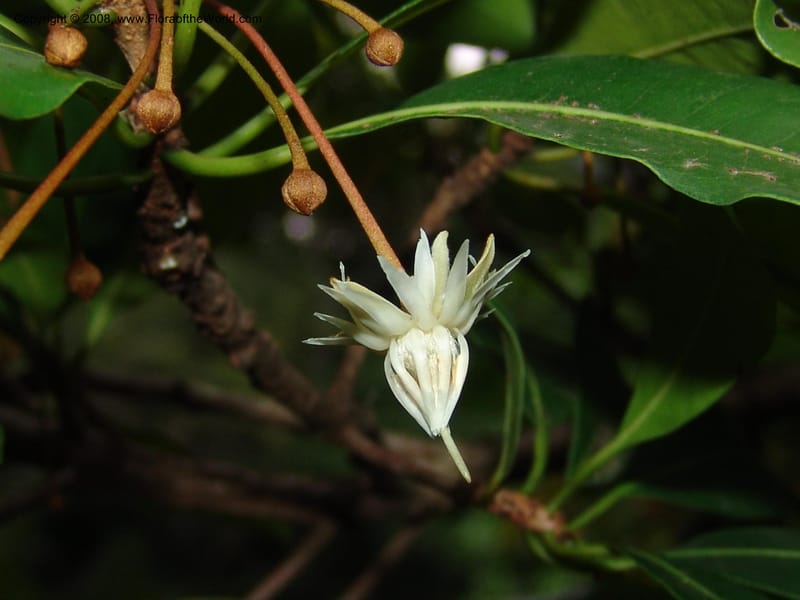 Vitellariopsis marginata--So. Africa. Lowveld Nat. Bot. Gard. 2. 14 Mch 05. 357.jpg