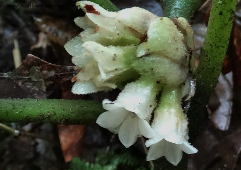 Pentaphragma cyrtandriforme, Davidson, C 12738--Sabah. Mt. Kinabalu. Bundu Tuhan Trail. 11 Oct 2014. DSC04153 (100).JPG