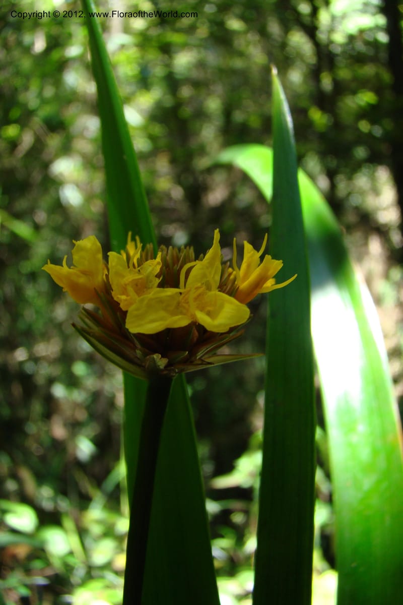 Xyris, Regalado 1745--Viet Nam. Thua Thien Hue Prov. Phu Loc Distr. Bach Ma. 13 Apr 09. 291.jpg