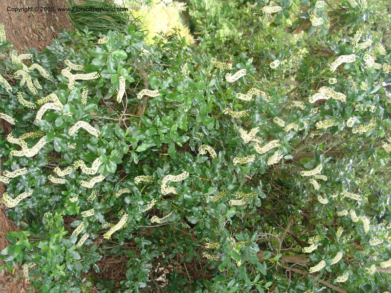 Escallonia pulverulenta,  unlabeled--CA. UC Berkeley Bot. Garden.  30 Jun 06. 250.jpg