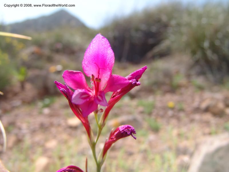 Gladiolus illyricus--Spain. Prov. Almeria. Cabo de Gata. Hill near new lighthouse. 23 Apr 05. 018.jpg
