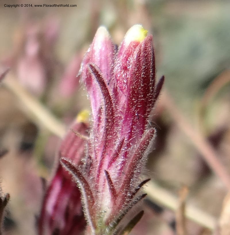Cordylanthus capitatus, Davidson, C 12234--ID. Ada County. Idaho Bird Observ. Lucky Peak. 16 Sep 2013. DSC07497 (8).JPG