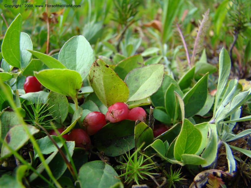 Gaultheria humifusa, CDavidson11280--ID. Idaho Co. Granite Lake. 25 Aug 08. 052.jpg