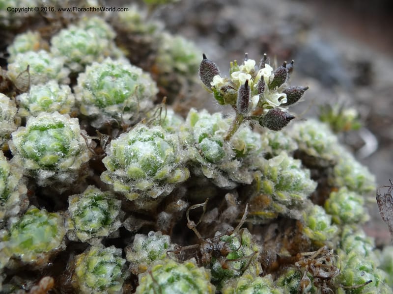 Draba, Ulloa, C 2414--Ecuador. Pichincha. Nevado Cayambe. 6 Oct 2012. DSC07236 (117).JPG