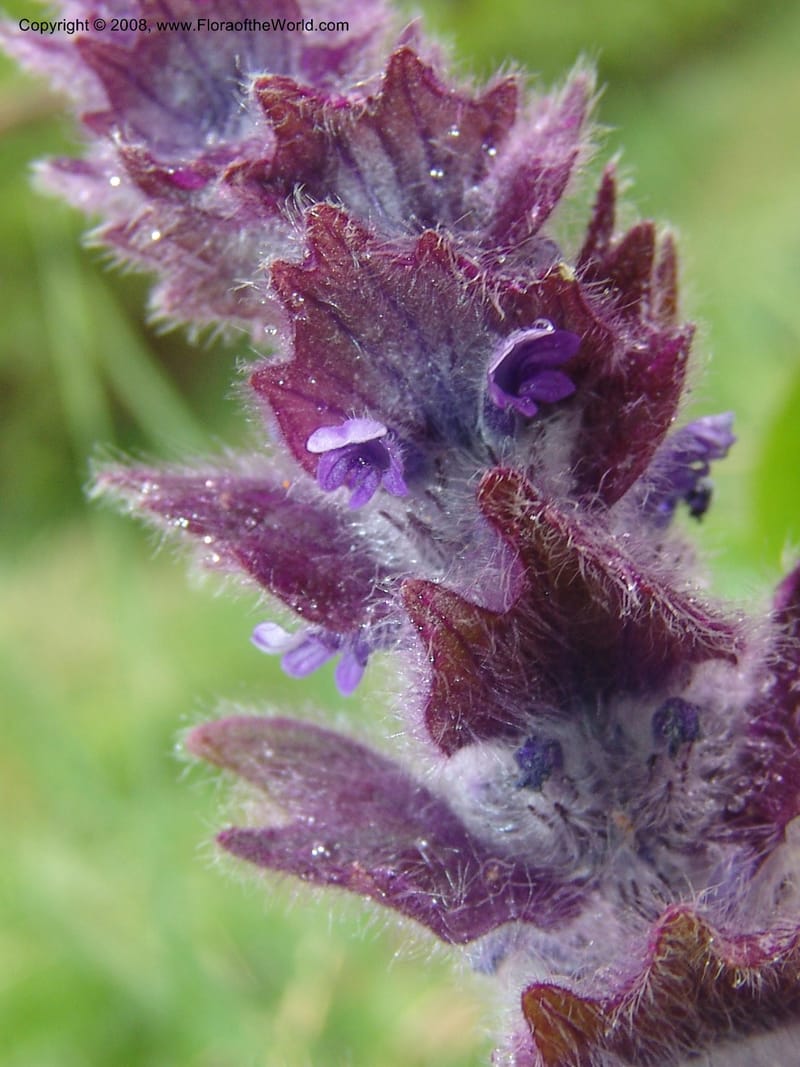 Ajuga orientalis--Georgia. Kazbeki . Trail-road to Sameba Church. 2 Jun 05. 301.jpg