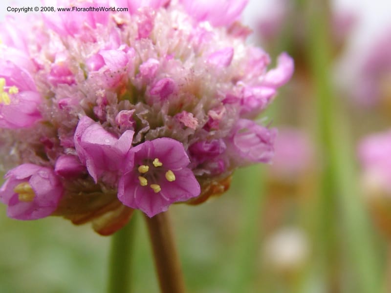 Armeria maritima ssp californica--CA. Mendocino Co. Pt. Arena Light house. 25 Jun 06. 033.jpg