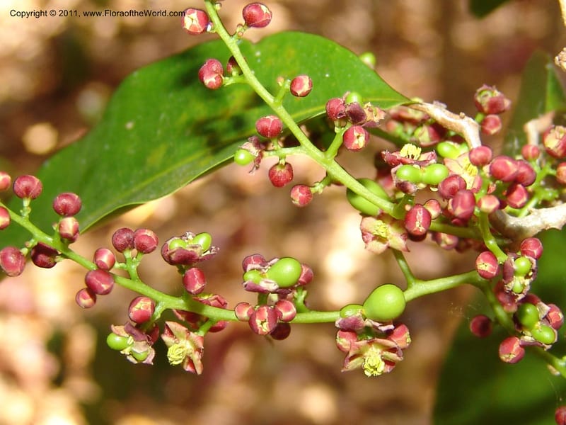 Lepisanthes perrieri, ZRogers1160--Madag. Prov. Antsir. Parc Nat. Ankarana. 10 Nov 06. 139 (6).jpg