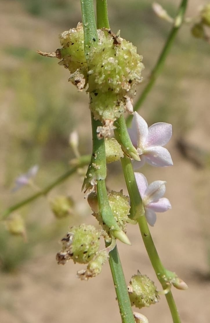 Oxygonum alatum, L. Nanyeni 1143--Namibia. B1 to Rehoboth, Frankie Fredricks St. 15 Mar 2018. DSC00565 (137).JPG