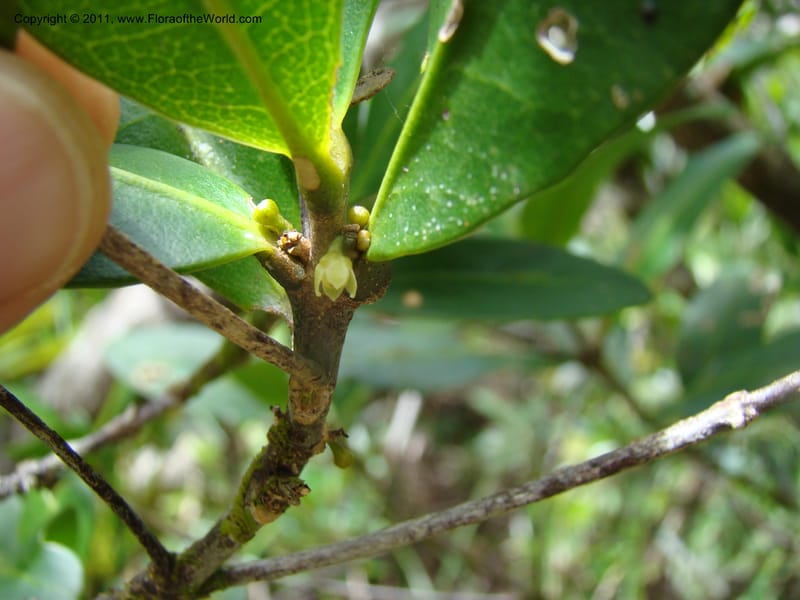 Medicosma,  Munzinger, J 4812--New Caledonia, Prov du Nord, Plateau de Poro, 16 Nov 2007, 011 (5).jpg