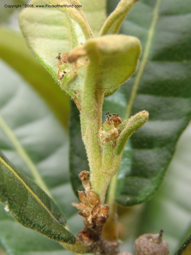 Quercus--MX.Oaxaca. 5403 C. Jardin Etnobotanico Oaxaca. 4 Aug 2007. 107.jpg