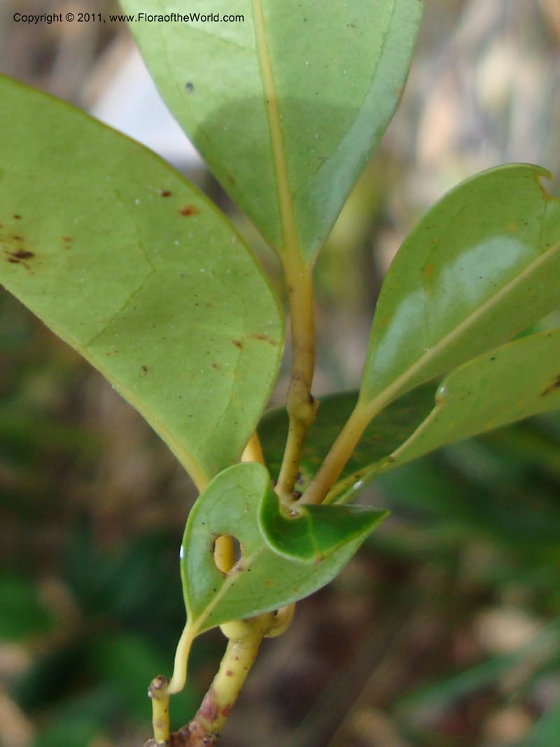 Hedycarya, Munzinger, J 4806--New Caledonia, Prov du Nord, Plateau de Poro, 16 Nov 2007  (2).jpg
