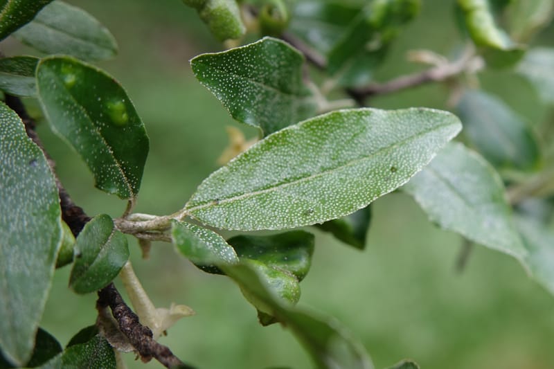 Elaeagnus umbellata, Tseng Yu-Hsin 1323--Taiwan. Dayaling jct on Highway 7. 21 May 2016. DSC03612 (17).JPG