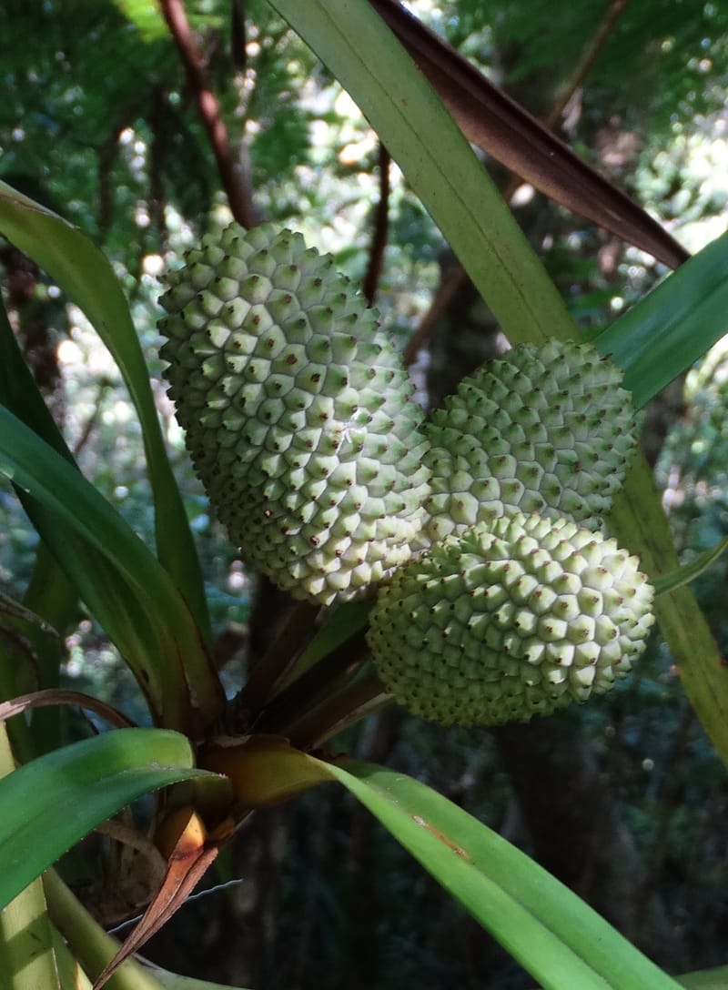 Freycinetia, Callmander, M 1234--New Caledonia. Haute Robinson. 11 Nov. 2015. DSC00909 (442).JPG