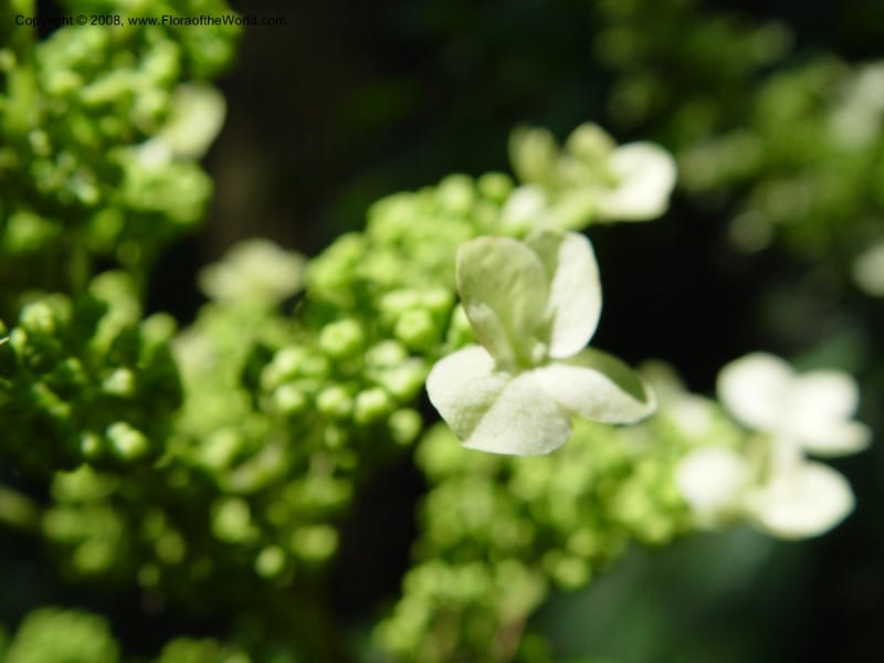 Hydrangea quercifolia--DE. Mt. Cuba Center. 24 Jun 03. 006.jpg