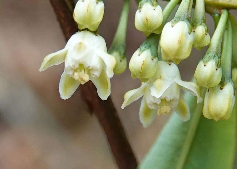 Erythroxylum sinense, D. Boufford 44093--China. Yunnan. Xia Jin Chang village. 29 Apr 2018. DSC00078 (16).JPG