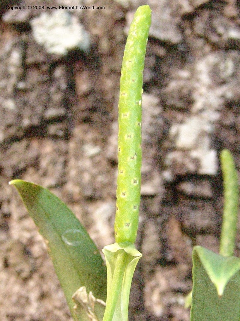 Anthurium beckii, AAraujoM2985--Bolivia. N of Apolo. Rio Machariapu. 18 Sep 06. 446.jpg