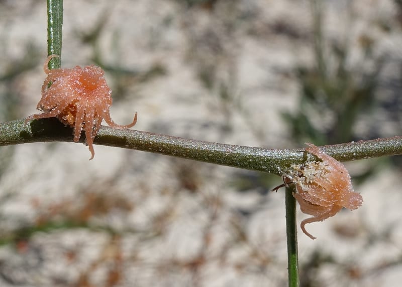 Tersonia cyathiflora, Davidson, C 13428--, Australia. W.A. Green Head-Coorow Rd. Stop 2. 24 Oct 2016. DSC04873 (89).JPG