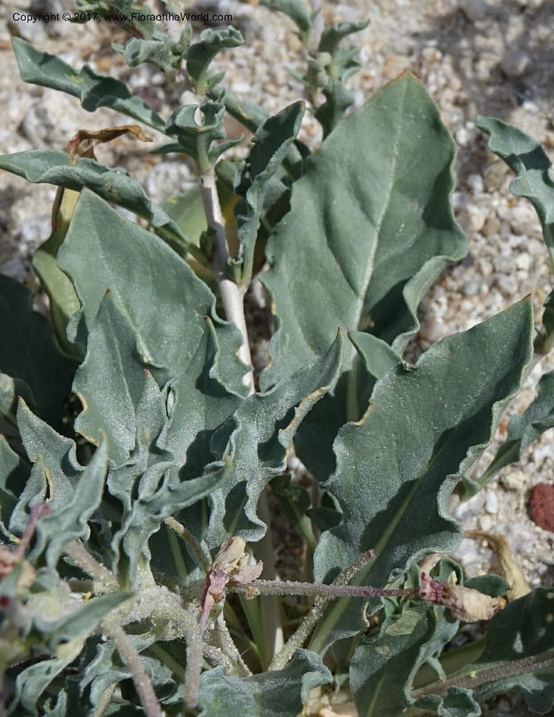 Camissonia boothii subsp. condensata, Davidson, C 13157--California. Inyo Co. Hwy 190 W of Panamint Spgd. Stop 1. 21 Apr 2016. DSC02055 (39).JPG