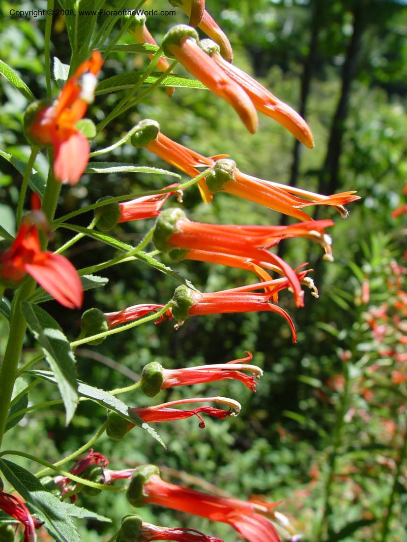 Lobelia laxiflora, 77.0028--CA. UC Berkeley Bot. Gard. 4 Jul 03. 042.jpg