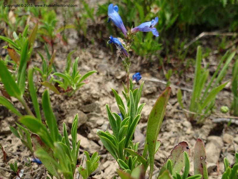 Penstemon leonardii, Mansfield, D 12-644--ID. Bear Lake Co. Mt. Sherman. 13 Jul 2012. DSC03601 (107).JPG