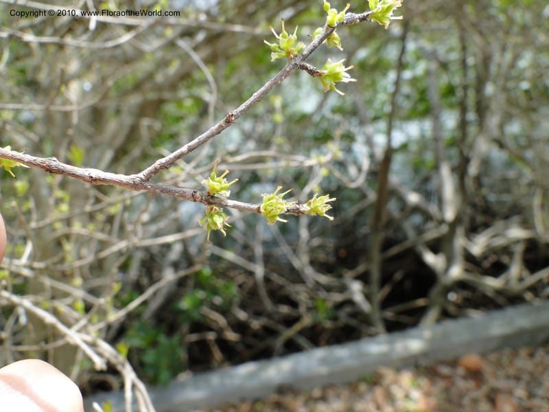 Forestiera segregata--Florida. Marie Selby Gardens, Sarasota. 16 March 2010. 193 (4).jpg